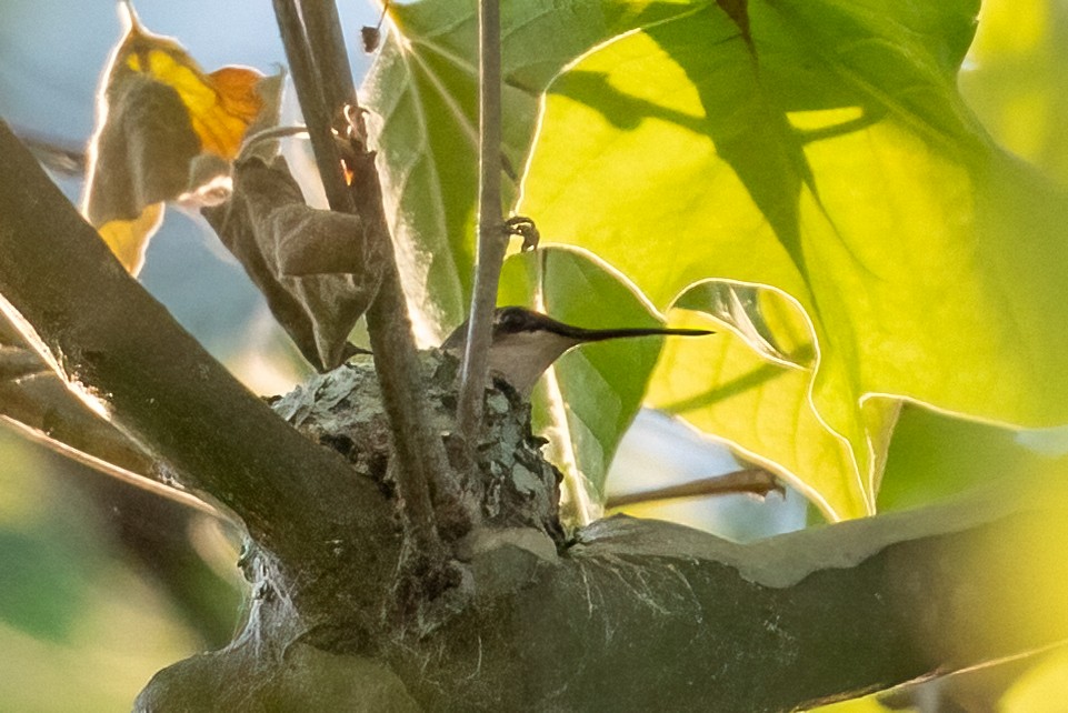 Ruby-throated Hummingbird - Kayann Cassidy