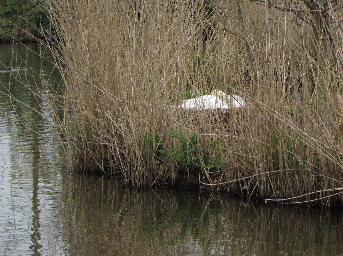 Mute Swan - Peter Milinets-Raby