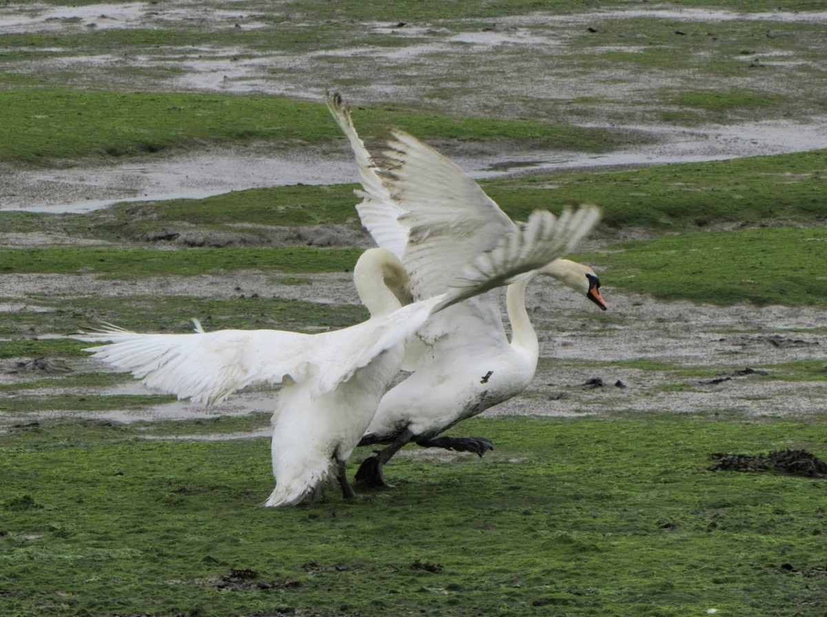 Mute Swan - Peter Milinets-Raby