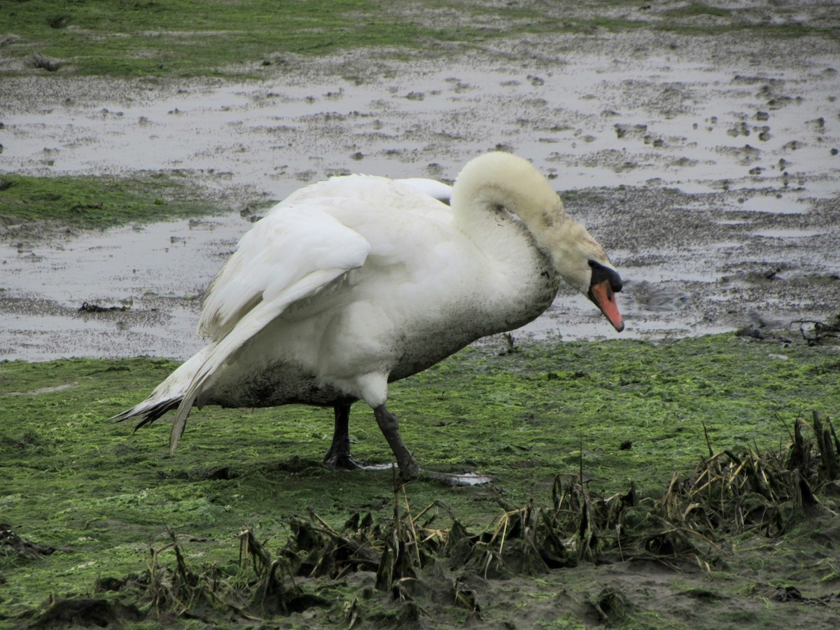 Mute Swan - Peter Milinets-Raby