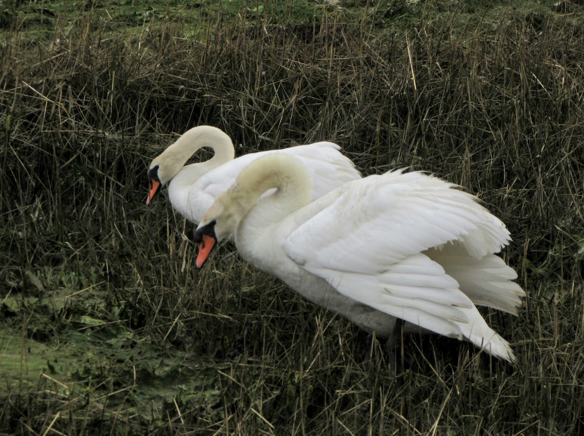 Mute Swan - Peter Milinets-Raby