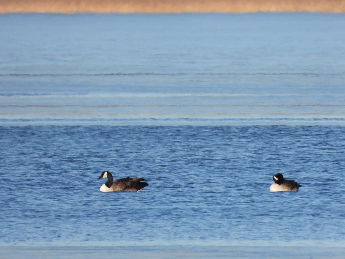 Canada Goose - Jan-Rune Ericson