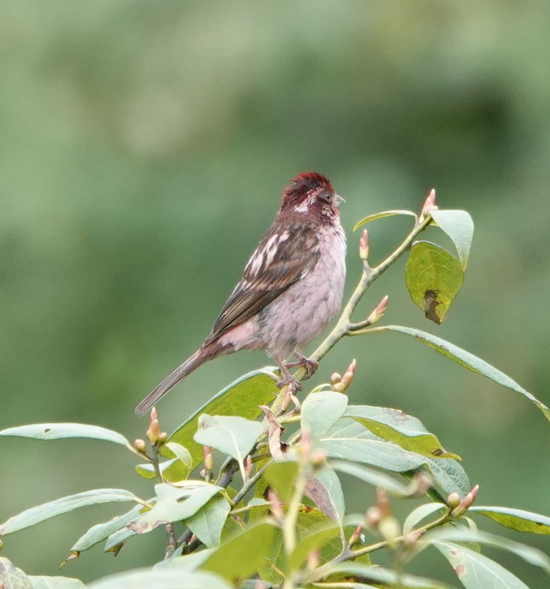 Sharpe's Rosefinch - Zhongyu Wang