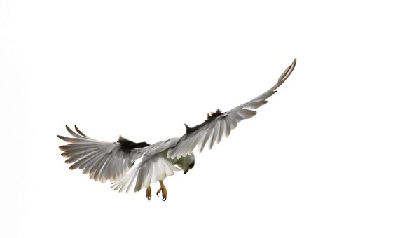 Black-winged Kite - Folkert Hindriks