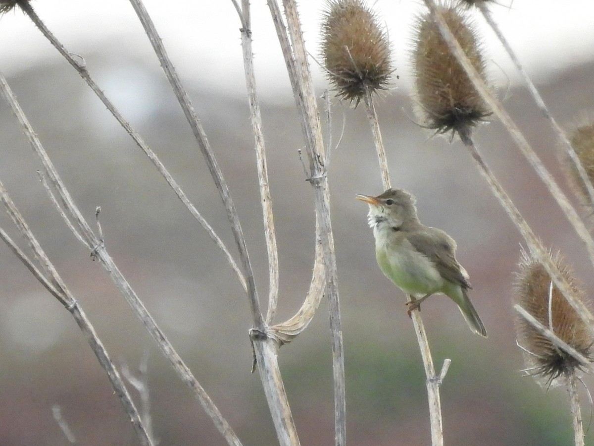 Marsh Warbler - Mark Smiles