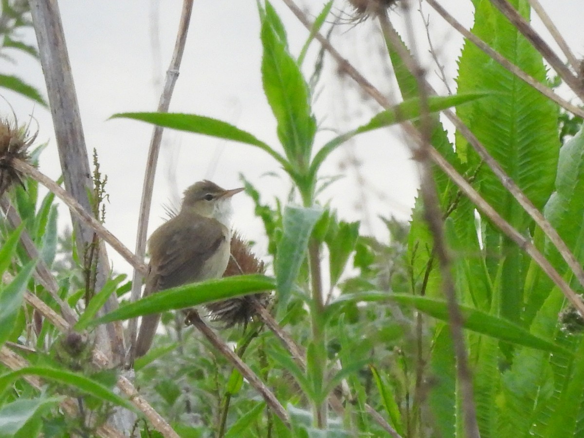 Marsh Warbler - Mark Smiles