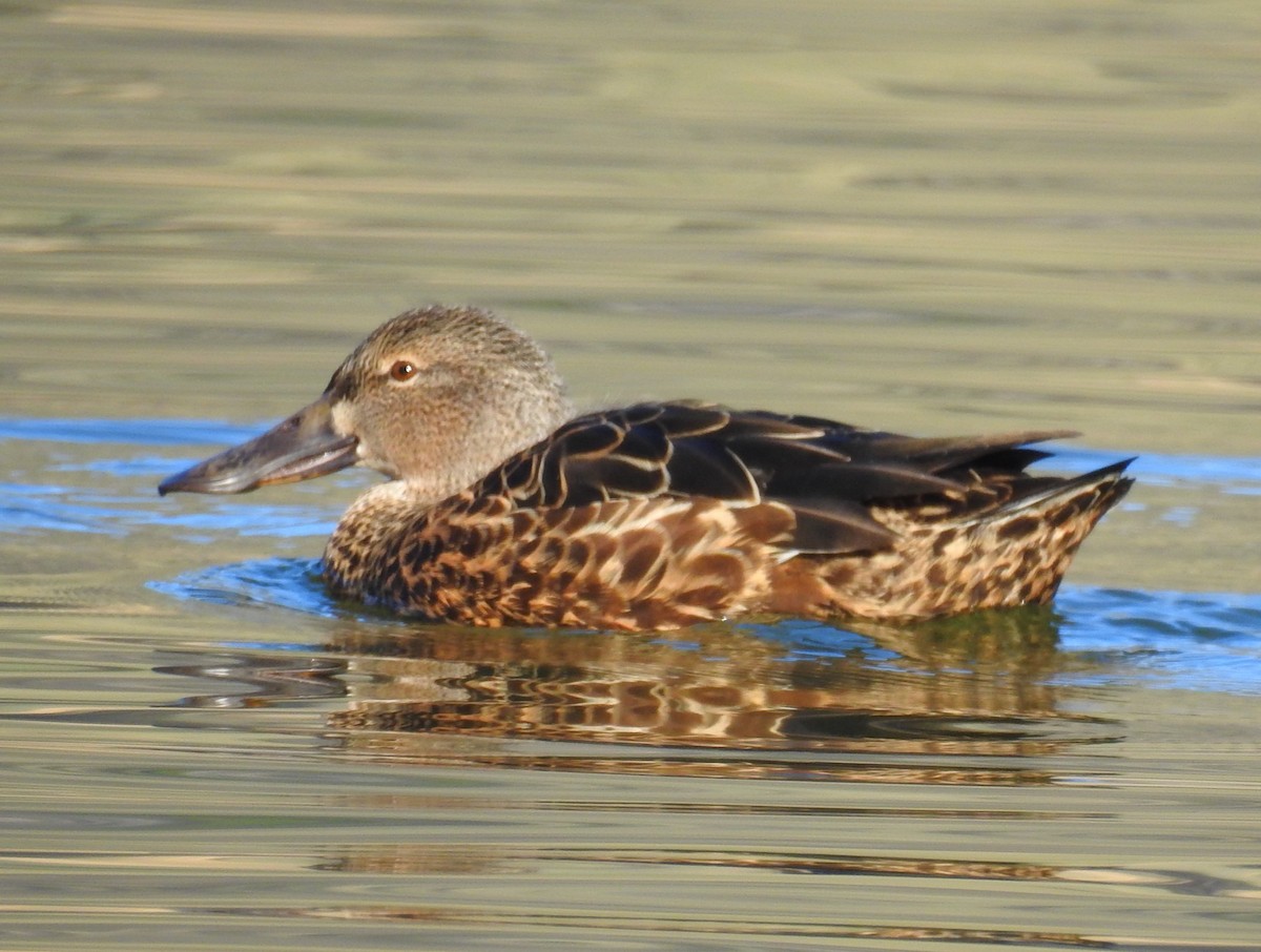 Australasian Shoveler - Trina Smith