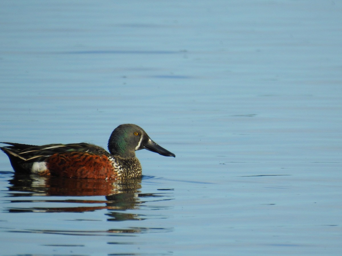 Australasian Shoveler - Trina Smith