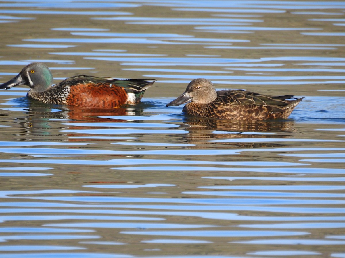 Australasian Shoveler - Trina Smith