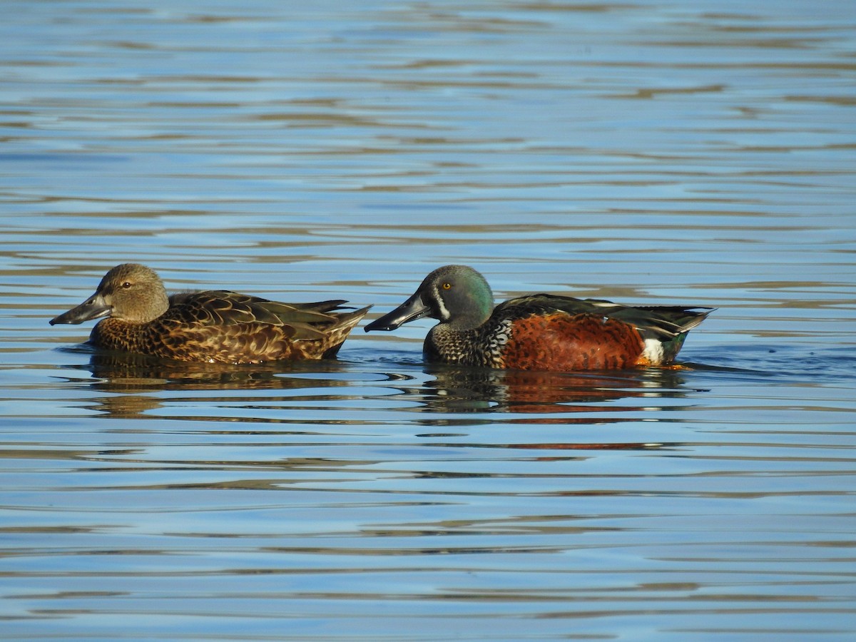 Australasian Shoveler - Trina Smith