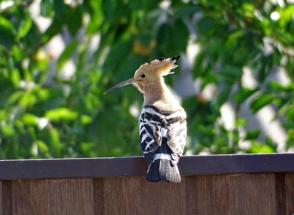 Eurasian Hoopoe - ML619559649