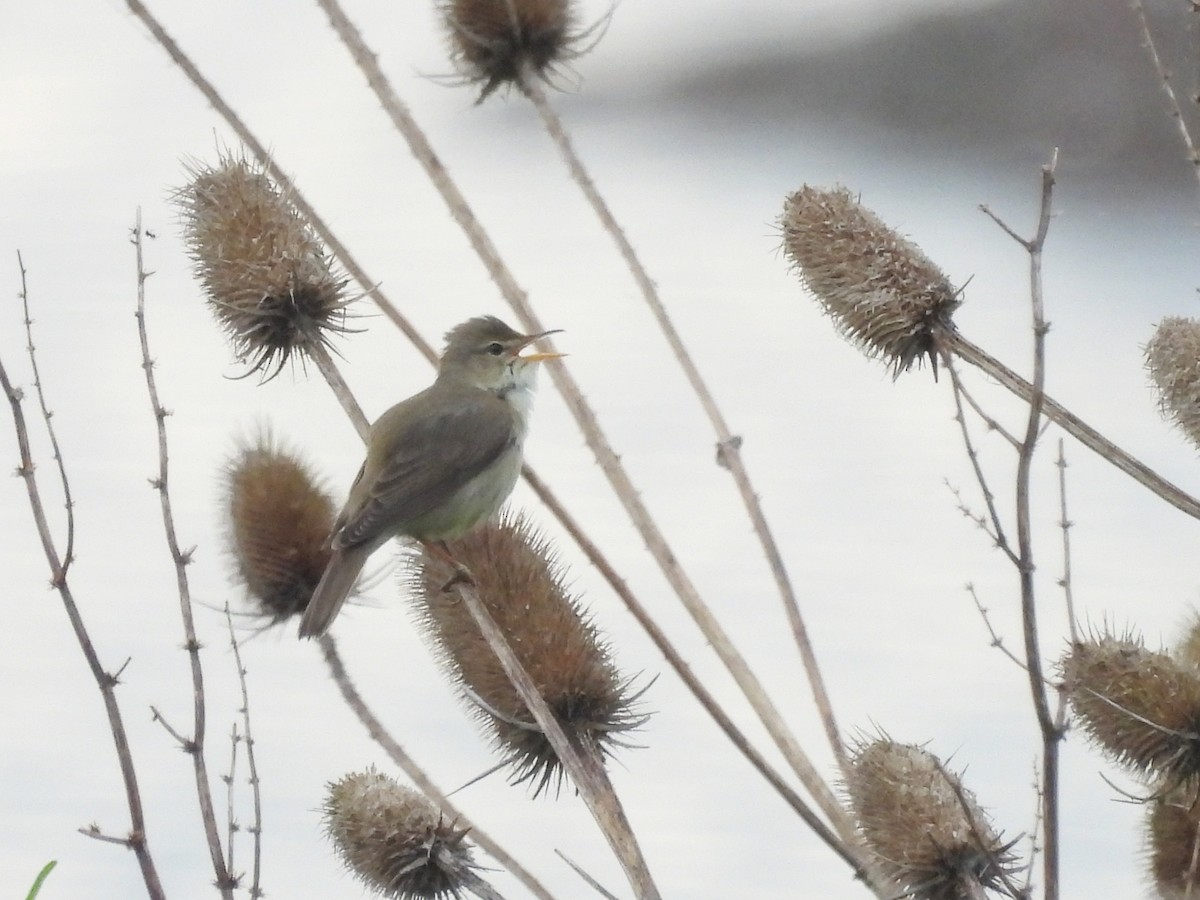 Marsh Warbler - Mark Smiles