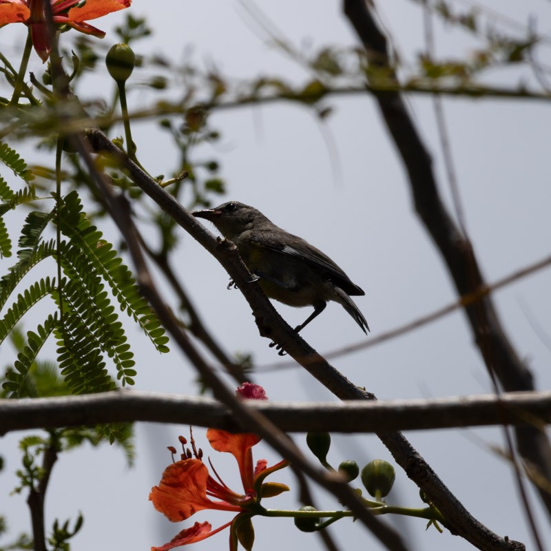 Zuckervogel (bahamensis) - ML619559669