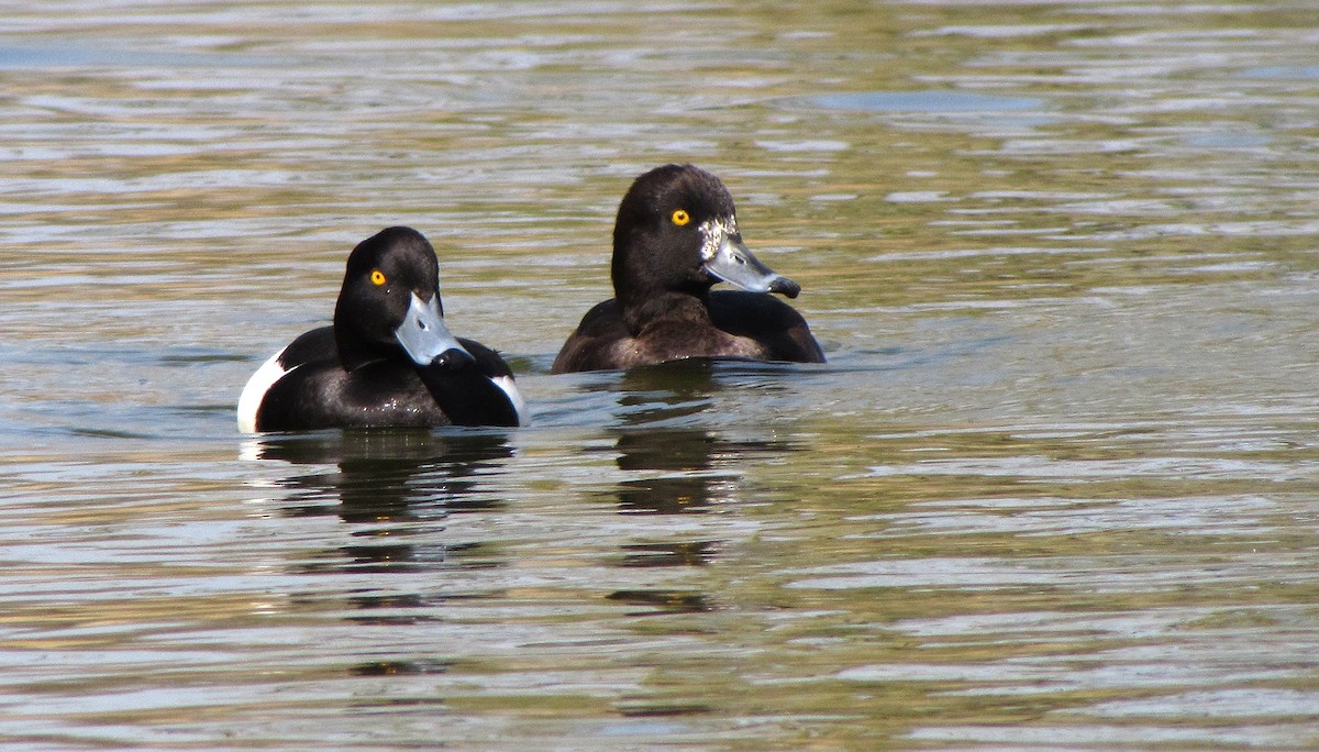 Tufted Duck - Peter Milinets-Raby