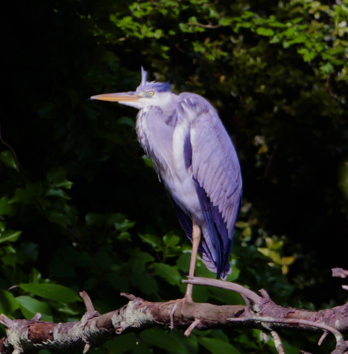 Gray Heron - ML619559672