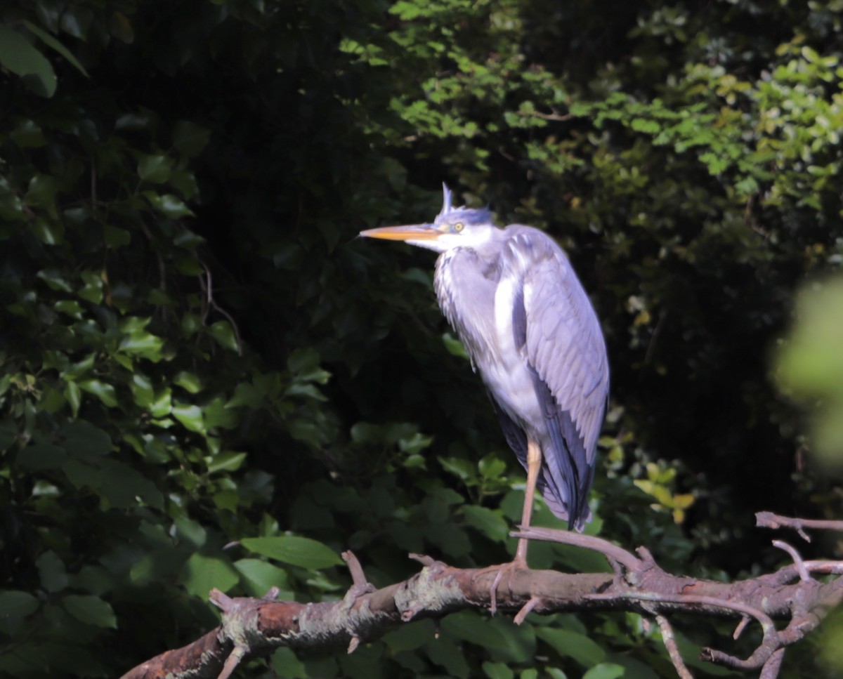 Gray Heron - ML619559674