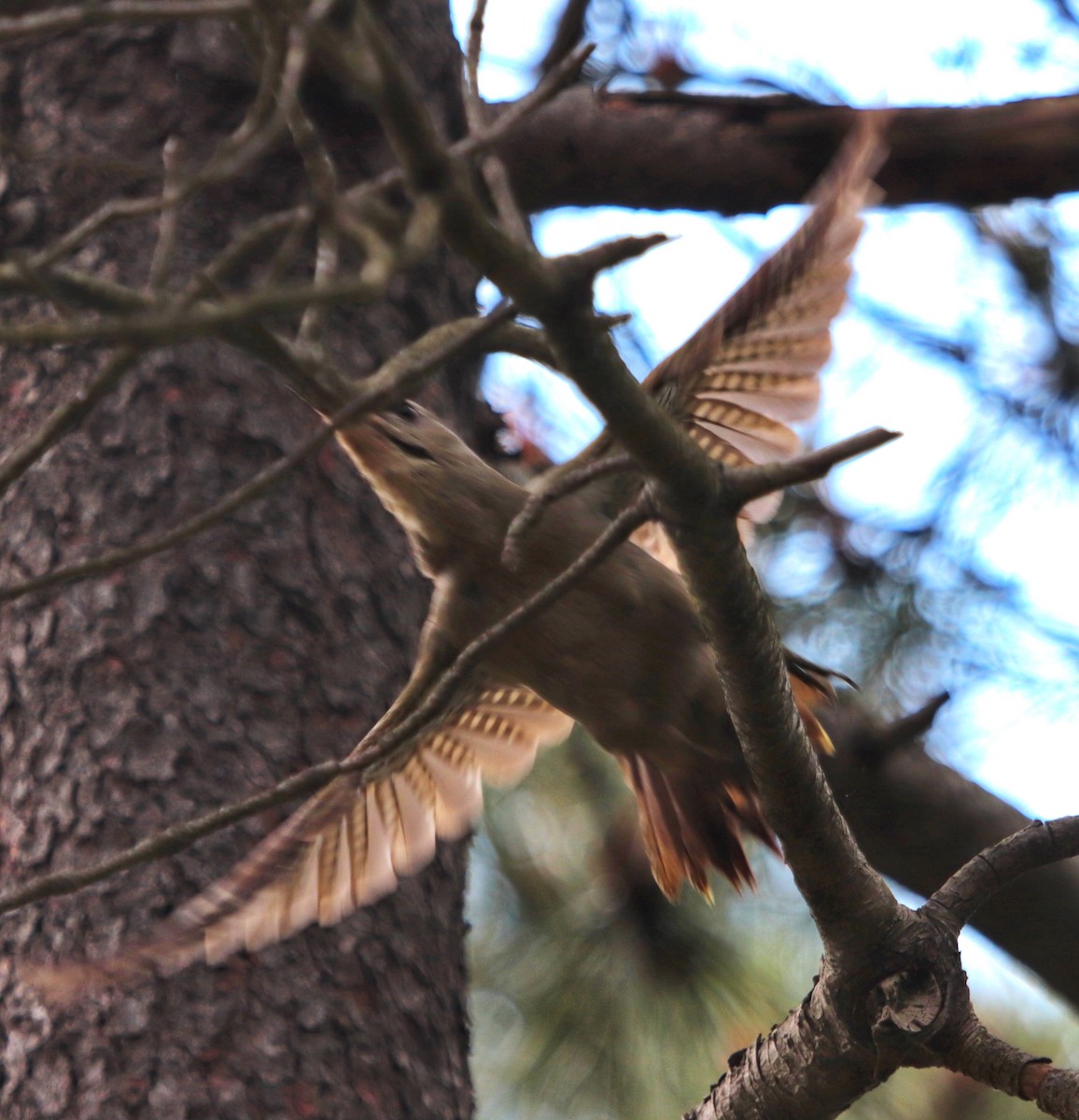 Gray-headed Woodpecker - erdem baykus