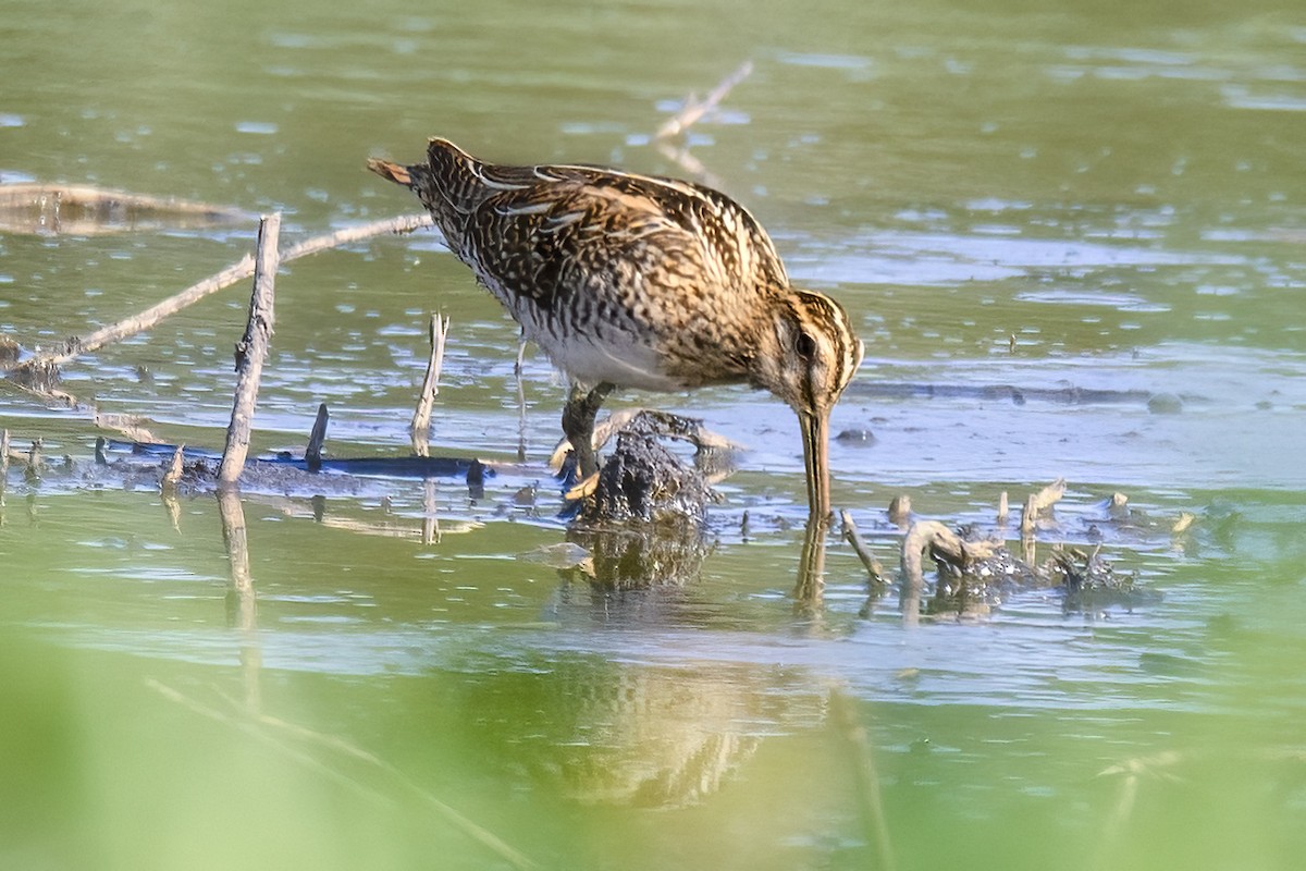 Common Snipe - Valery Treitsiak