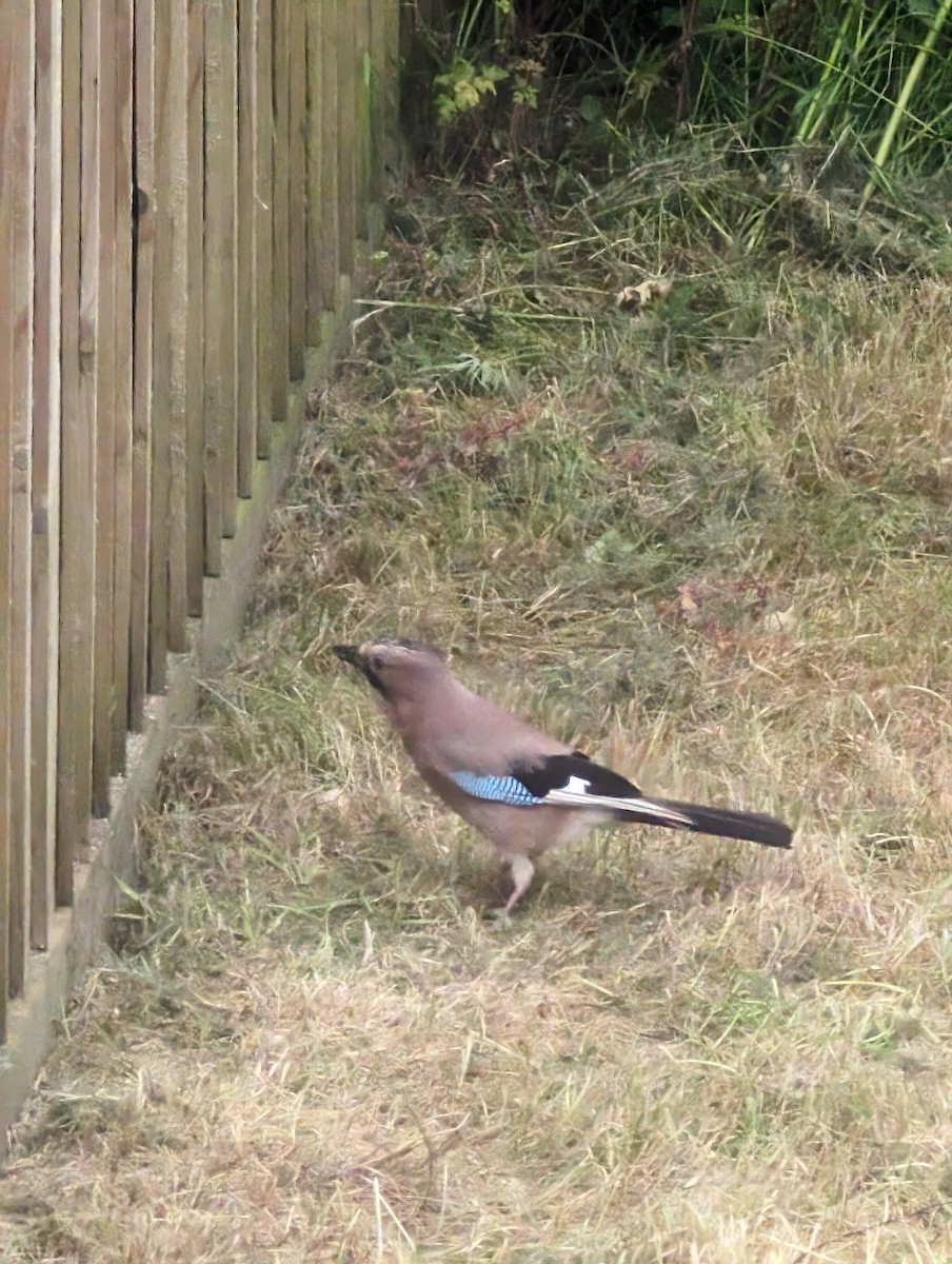 Eurasian Jay - ML619559691