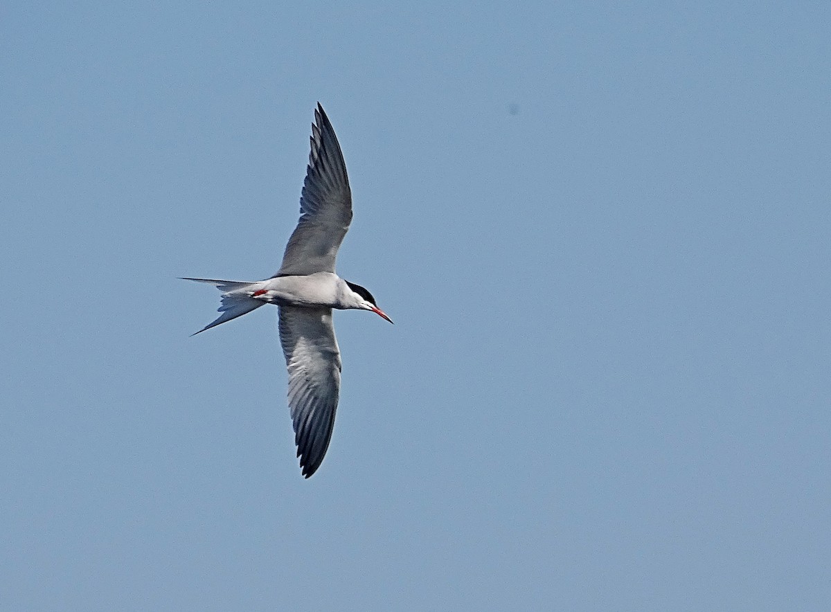 Common Tern - ML619559692