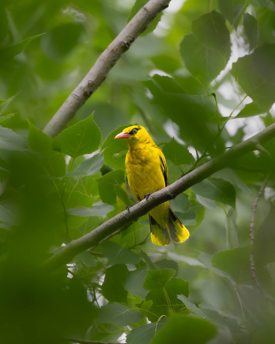 Black-naped Oriole - ML619559693