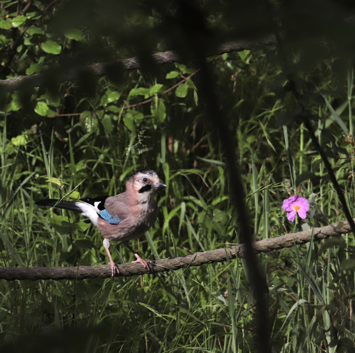 Eurasian Jay - ML619559700