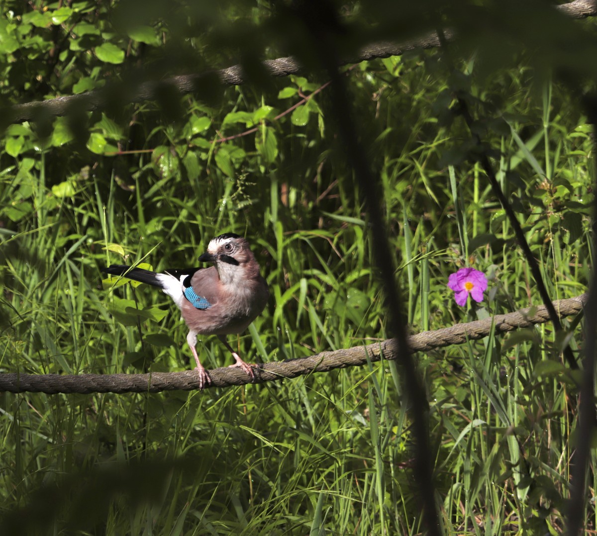 Eurasian Jay - ML619559701