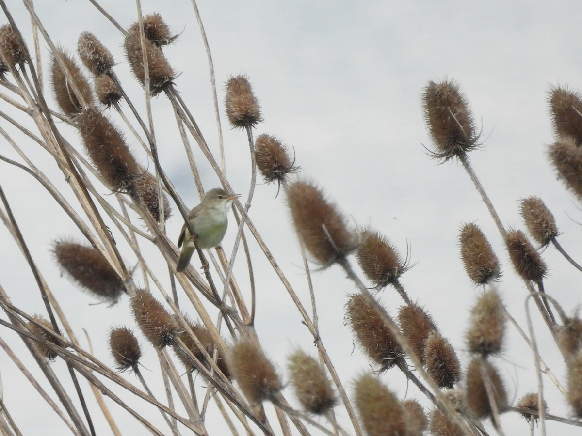 Marsh Warbler - Mark Smiles