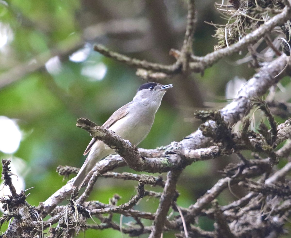 Eurasian Blackcap - erdem baykus