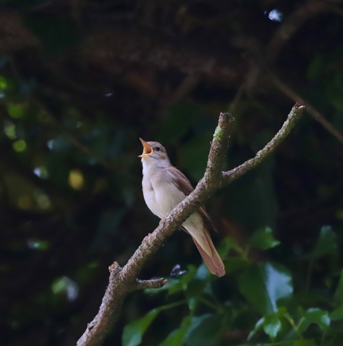 Common Nightingale - erdem baykus