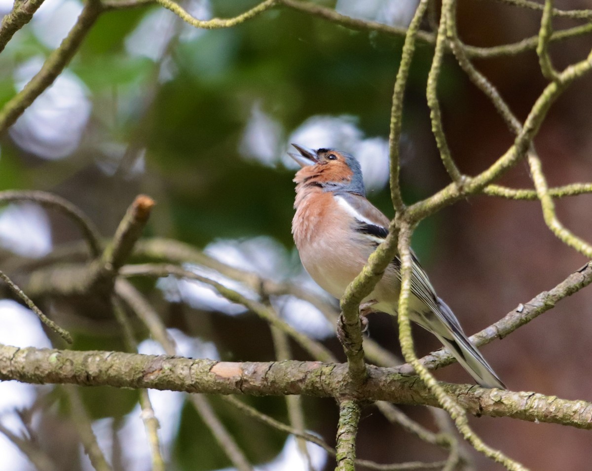 Common Chaffinch - erdem baykus