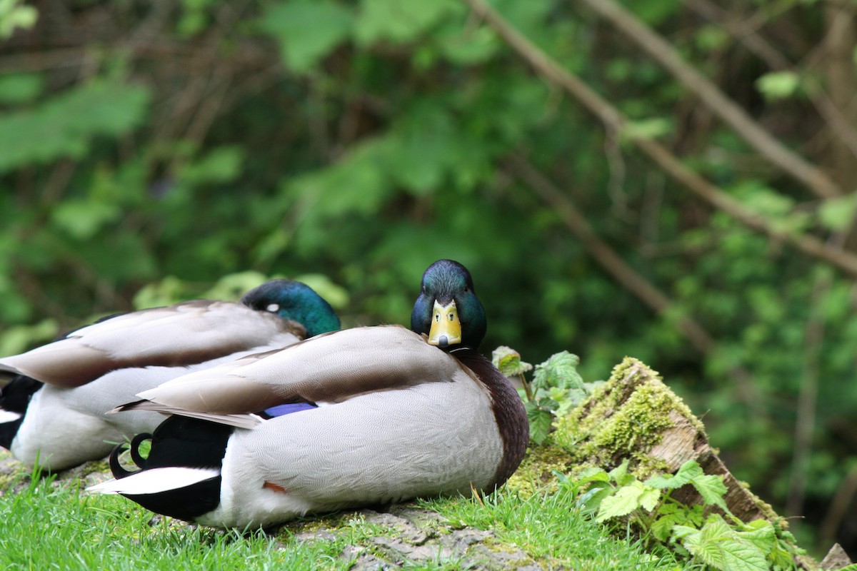 Canard colvert - ML619559727