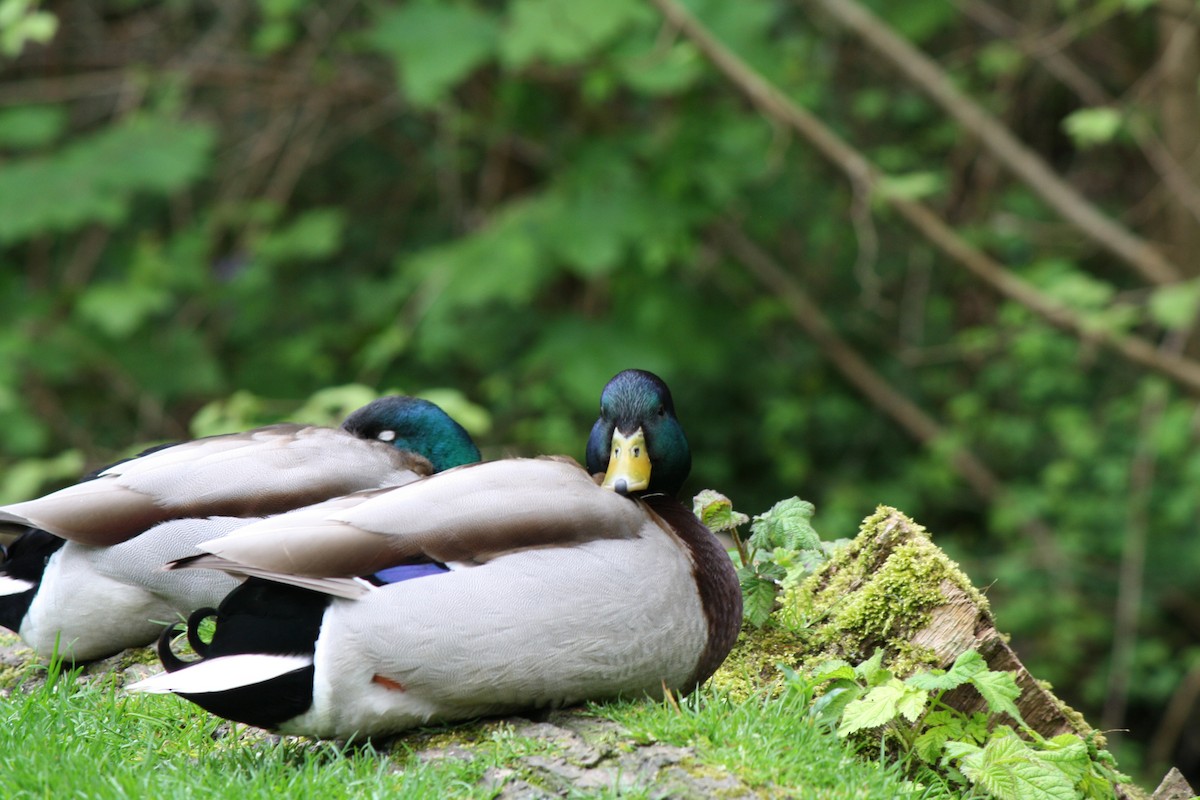 Canard colvert - ML619559728