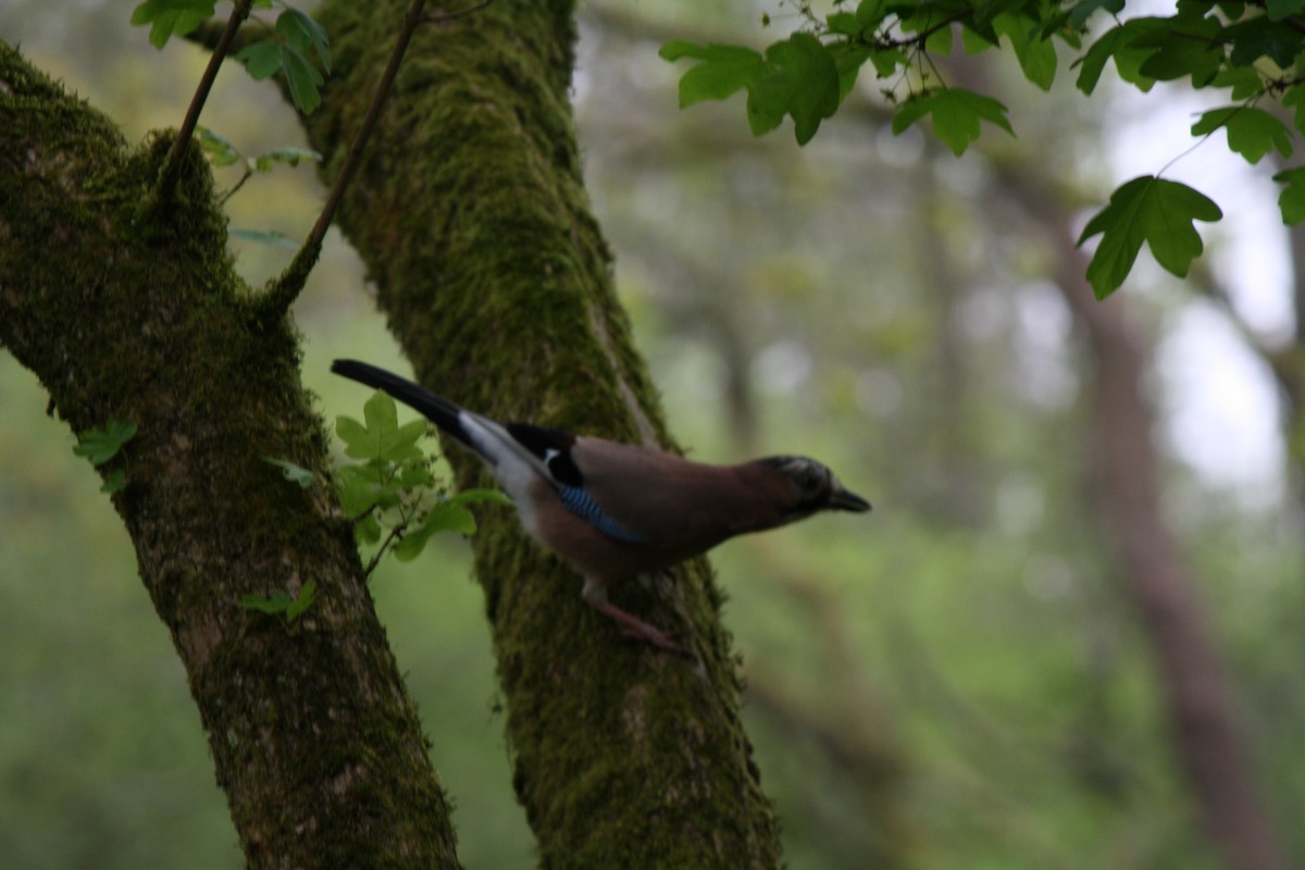 Eurasian Jay - ML619559733