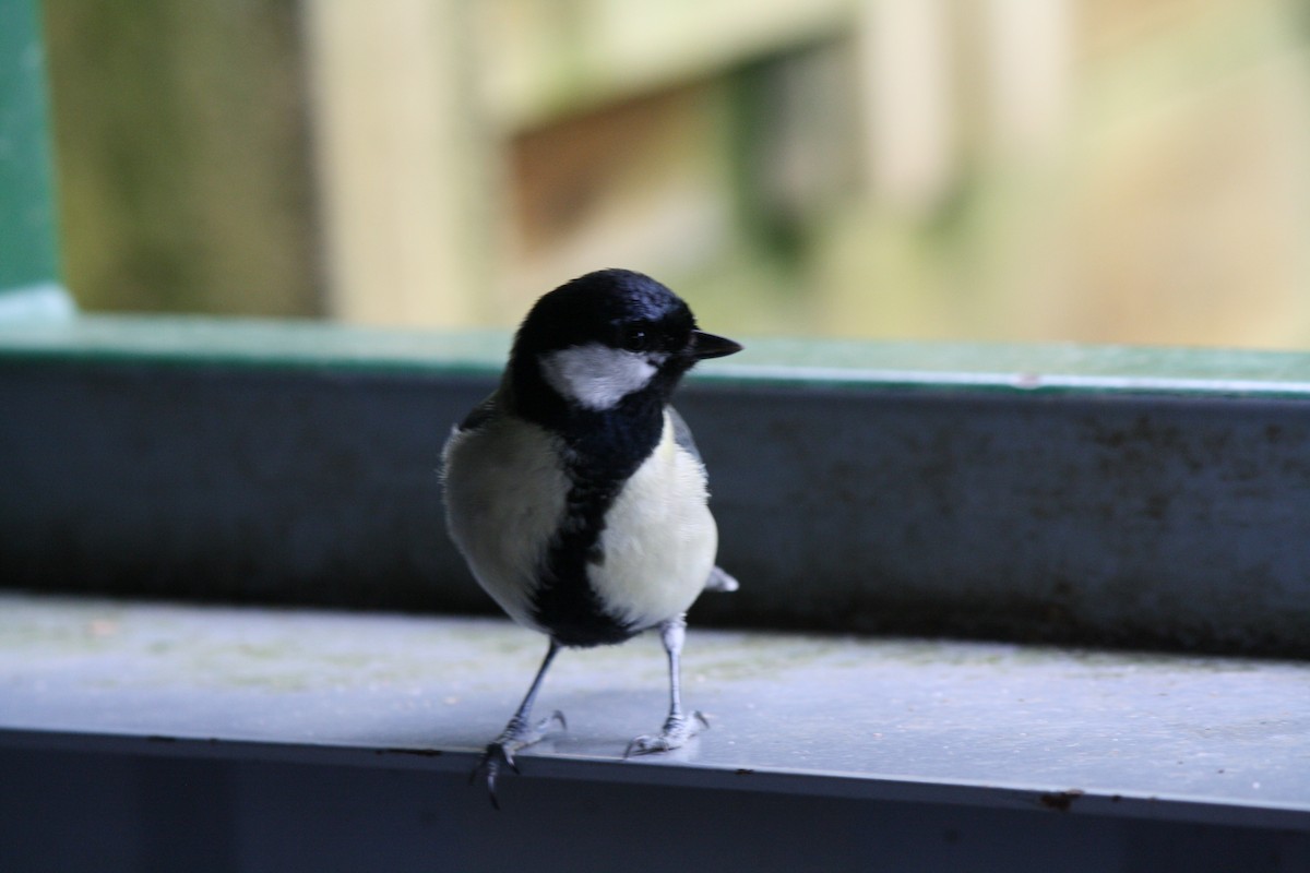 Coal Tit - ML619559737