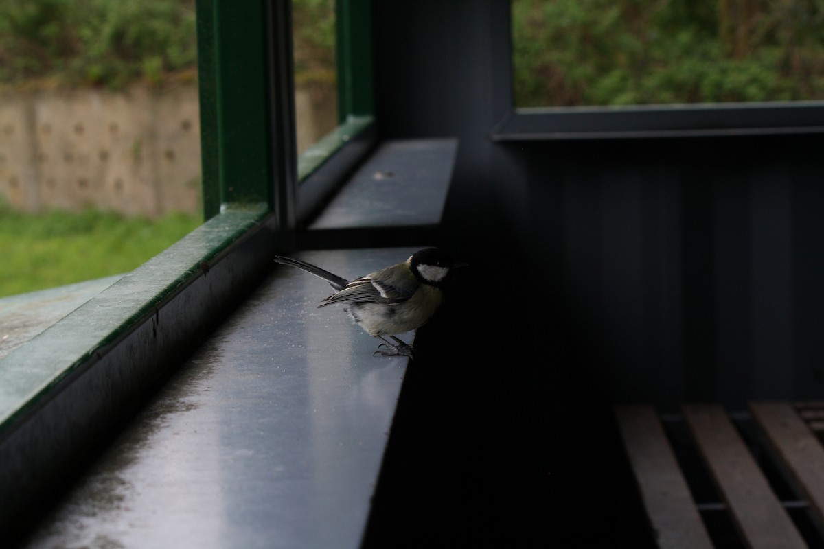 Eurasian Blue Tit - David Cook