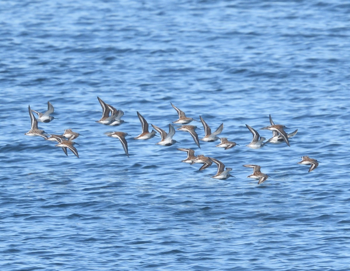 Dunlin - Margaret Hough