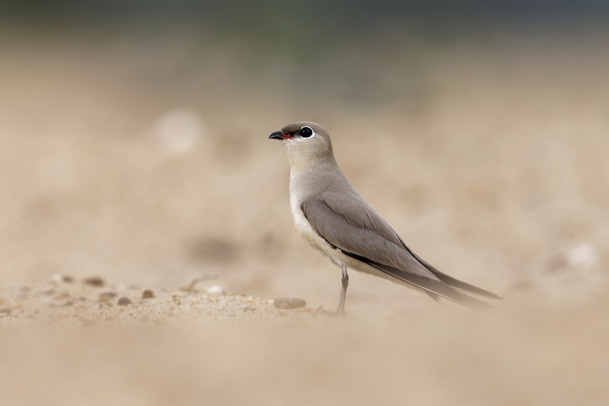 Small Pratincole - ML619559761