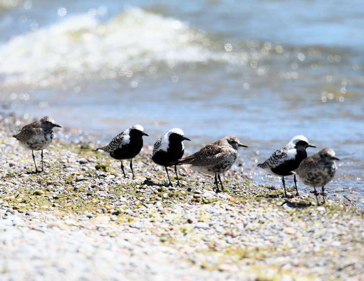 Black-bellied Plover - Margaret Hough