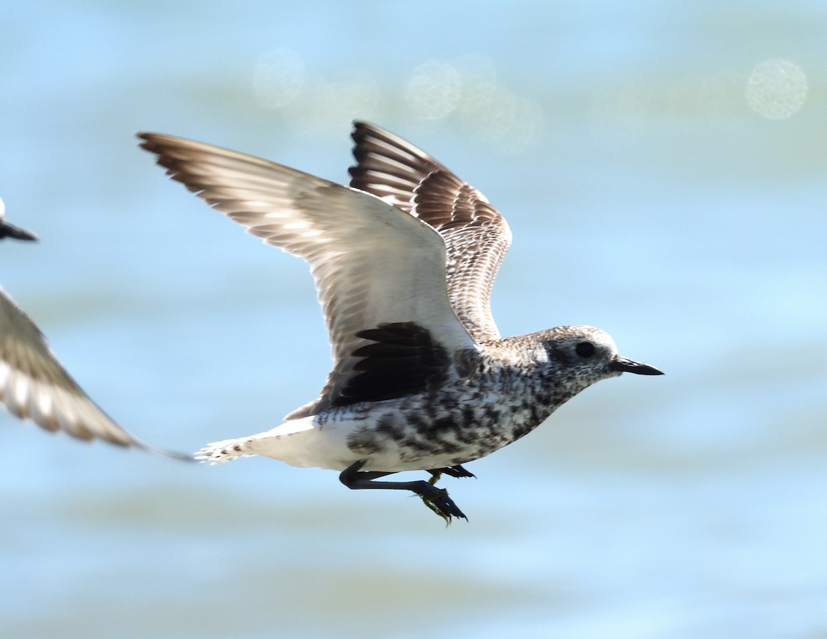 Black-bellied Plover - Margaret Hough