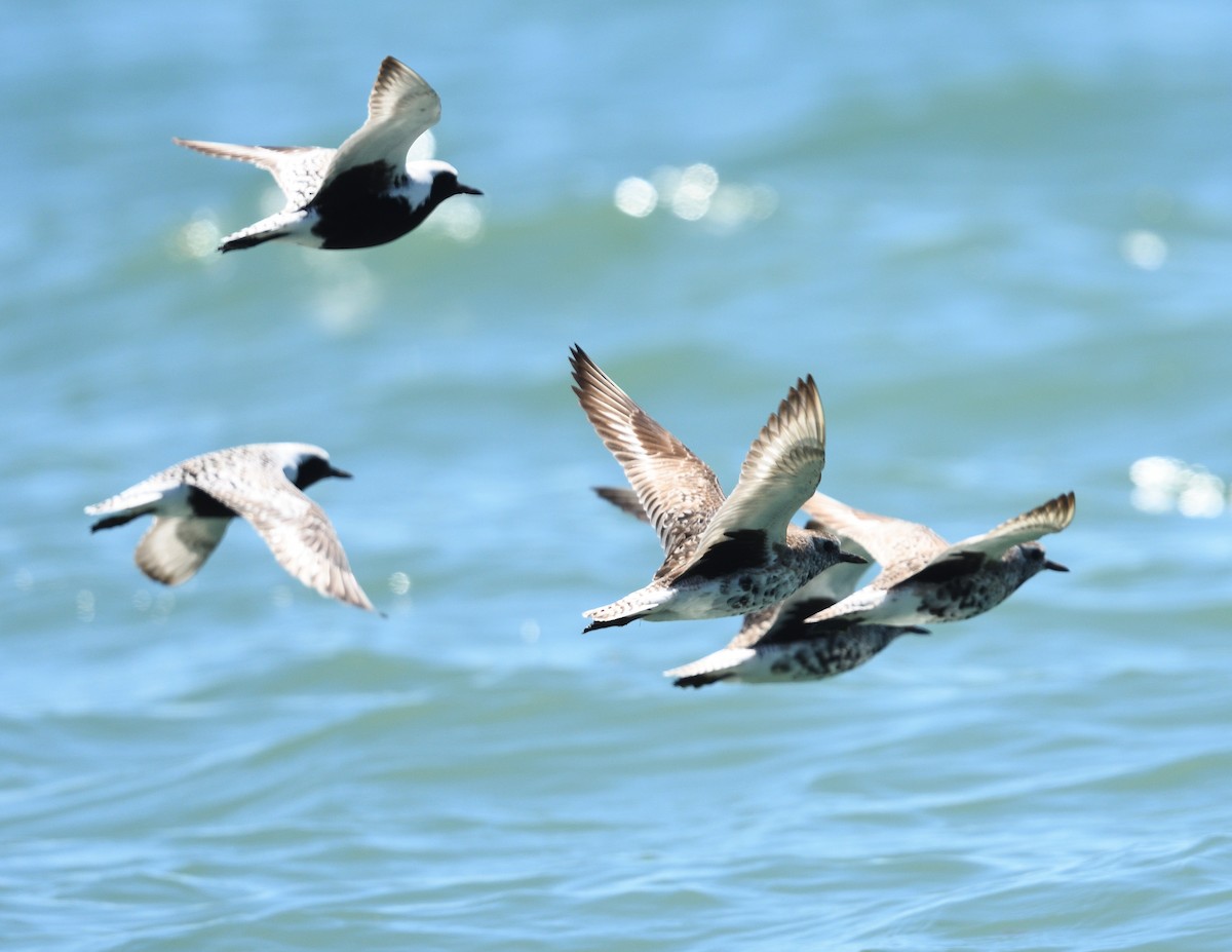 Black-bellied Plover - Margaret Hough