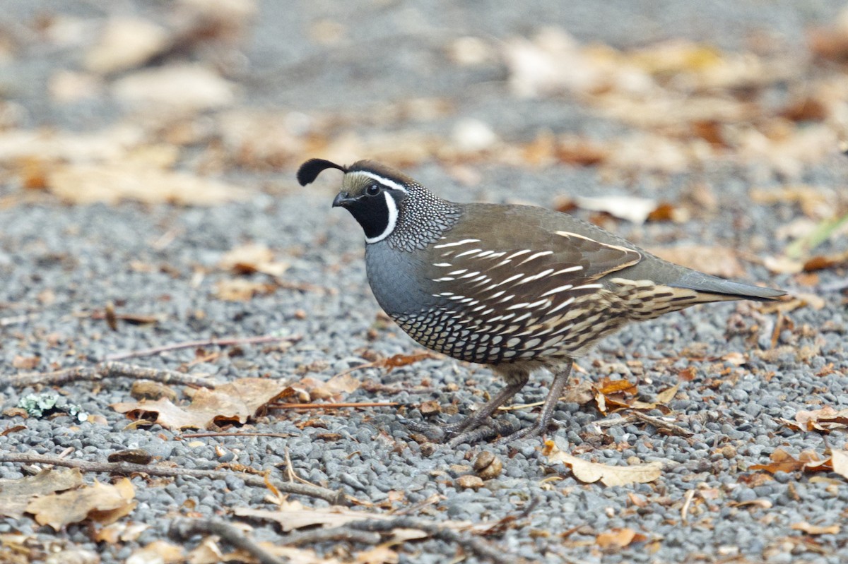 California Quail - Emily Jenkins