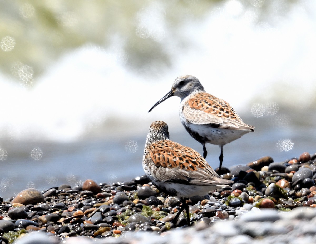 Dunlin - Margaret Hough