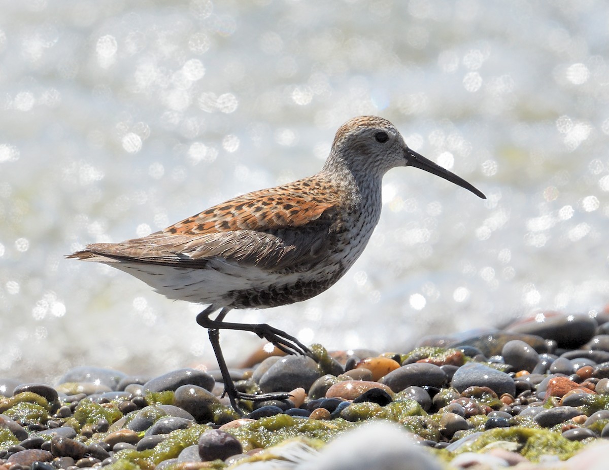 Dunlin - Margaret Hough