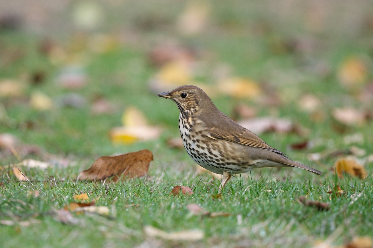 Song Thrush - ML619559780