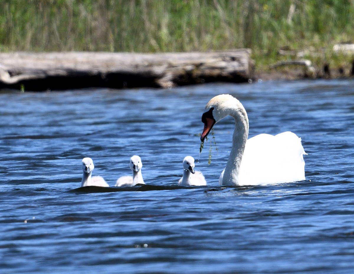 Mute Swan - Margaret Hough