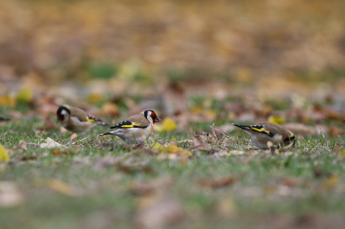 European Goldfinch - ML619559784