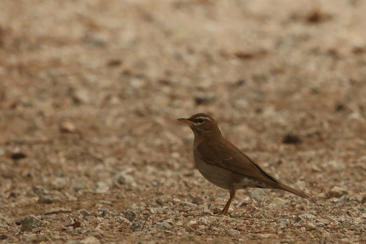 Gray-sided Thrush - wang ye