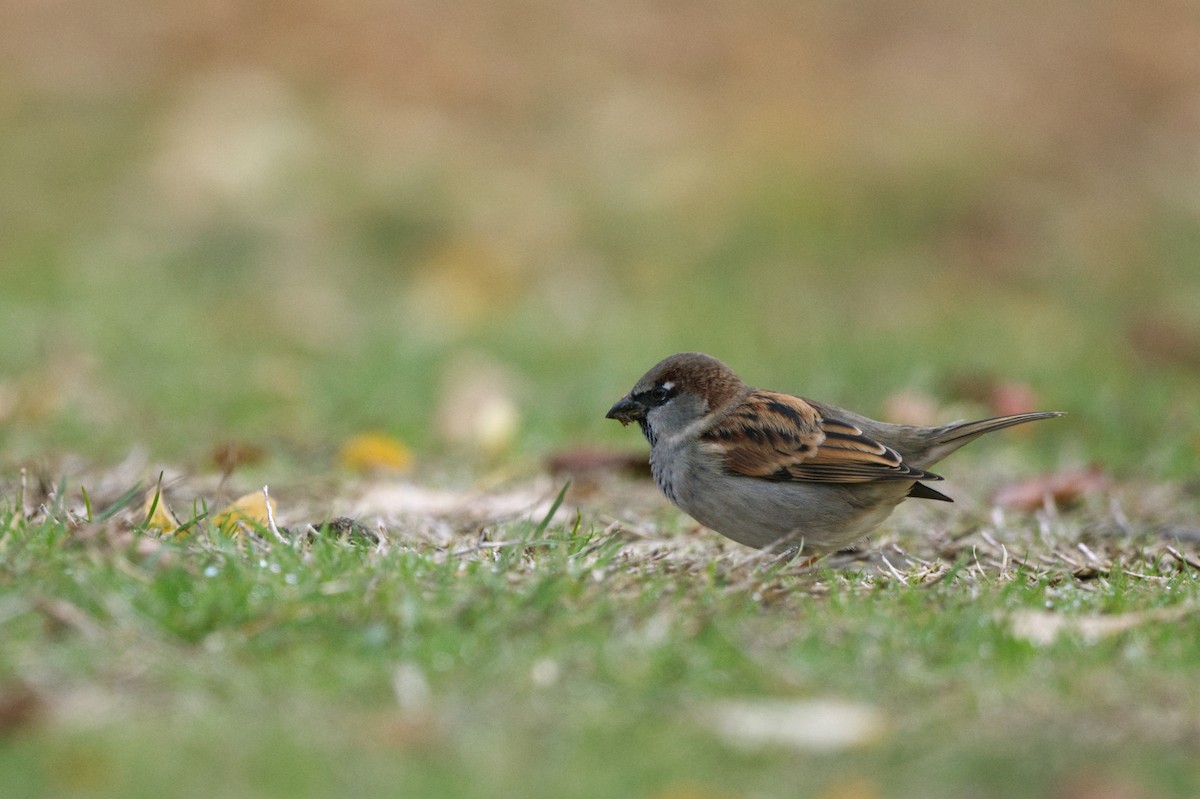 Moineau domestique - ML619559793