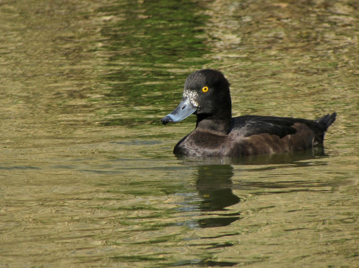 Tufted Duck - Peter Milinets-Raby